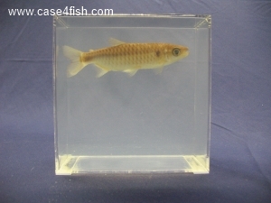 Foto Galerie/Characiformes/Characidae/Chalceus macrolepidotus/Chalceus macrolepidotus_02_S.jpg